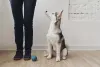 Filhote de Husky Siberiano olhando para o tutor