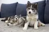 Três filhotes de Husky juntos em cima do sofá