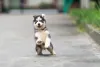 Husky filhote correndo na rua
