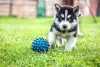 Husky filhote com bolinha azul do lado