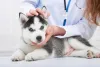 Filhote de Husky sendo examinado por veterinário
