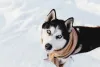 Husky SIberiano preto e branco na neve