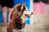 Husky SIberiano marrom e branco visto de lado