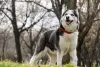 Husky Siberiano passeando ao ar livre