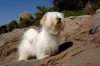 O Lhasa Apso é um cachorro para apartamento companheiro e protetor
