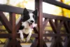 Border Collie com a cabeça passando por cerca