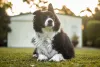 Border Collie com uma orelha levantada ao ar livre