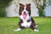 Border Collie deitado feliz com língua de fora