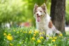 Border Collie em campo de flores
