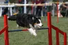 Border Collie participando de agility
