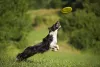 Border Collie pegando frisbee no ar