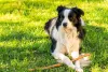 Border Collie deitado na grama