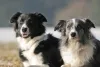 Dois cachorros Border Collie 