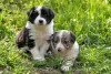 Filhotes de Border Collie juntos