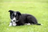 Border Collie filhote deitado na grama