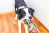 Border Collie brincando de cabo de guerra