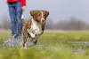 Border Collie filhote correndo