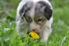 Border Collie cheirando flor amarela