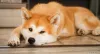  Akita não se adapta bem ao calor e precisa de cuidados no verão