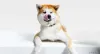 Cachorro Akita é apegado e gosta de agradar o dono