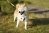 O Akita é uma raça muito brincalhona e ativa