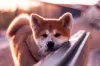 O Akita filhote deixa qualquer um apaixonado