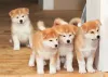 O filhote de Akita precisa ser socializado desde cedo