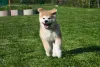 Quando filhote, o Akita tem ainda mais energia