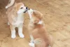 Quanto antes o filhote de Akita tiver contato com outros pets, melhor será!