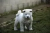 O Akita branco filhote tende a ser mais caro que outras variações de cor