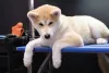 Filhote de Akita: cuidados com a raça devem começar desde cedo
