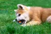 Akita Inu filhote gosta de brincar e deve ser estimulado