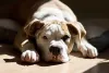 Bulldog Americano não é uma raça perigosa