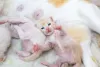 Gravidez de gata: filhote de gato é a coisa mais fofa do mundo! Vai dizer que esse bebê não é irresistível?!