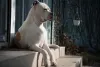 O Bulldog Grande pode ter até 71cm de altura