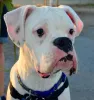 O Bulldog Americano é uma raça muito protetora e leal