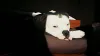 Bulldog americano é perigoso? Se bem criado, cão é dócil e calmo
