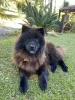 O Chow Chow preto tem uma aparência única! Essa da foto é Kyra