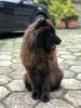 Chow Chow: preço da raça pode variar de acordo com a cor do animal
