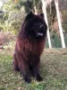Cachorro da língua azul: qual a raça? Resposta é Chow Chow!