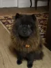 As fotos de cachorro Chow Chow mostram como esse doguinho é peludo