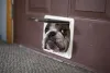 O Bulldog Americano tem incrível capacidade de adaptação