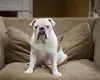 Bulldog Americano é um cão que gosta de estar pertinho da família