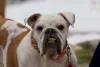 Carinha de bravo do Bulldog Americano pode enganar: são muito carinhosos!