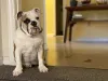 O adestramento é importante para um Bulldog Americano