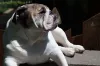 Bulldog Americano pode ficar chateado quando ignorado