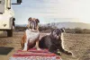 A socialização é importante para o Bulldog conviver em paz com outros cães