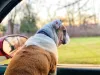 O Bulldog Americano pode ser um ótimo companheiro de viagem