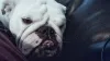 Raça Bulldog Americano é braquicefálica: tem o focinho curto