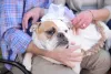 As fêmeas de Bulldog Americano são extrovertidas e simpáticas